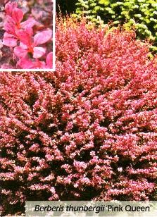 Барбарис Тунберга Pink Queen (Пинк Куин)