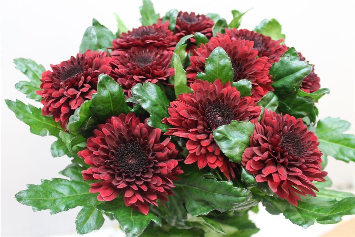 Chrys. gr. Barca Red (Хриз. одн. Барка ред) В70