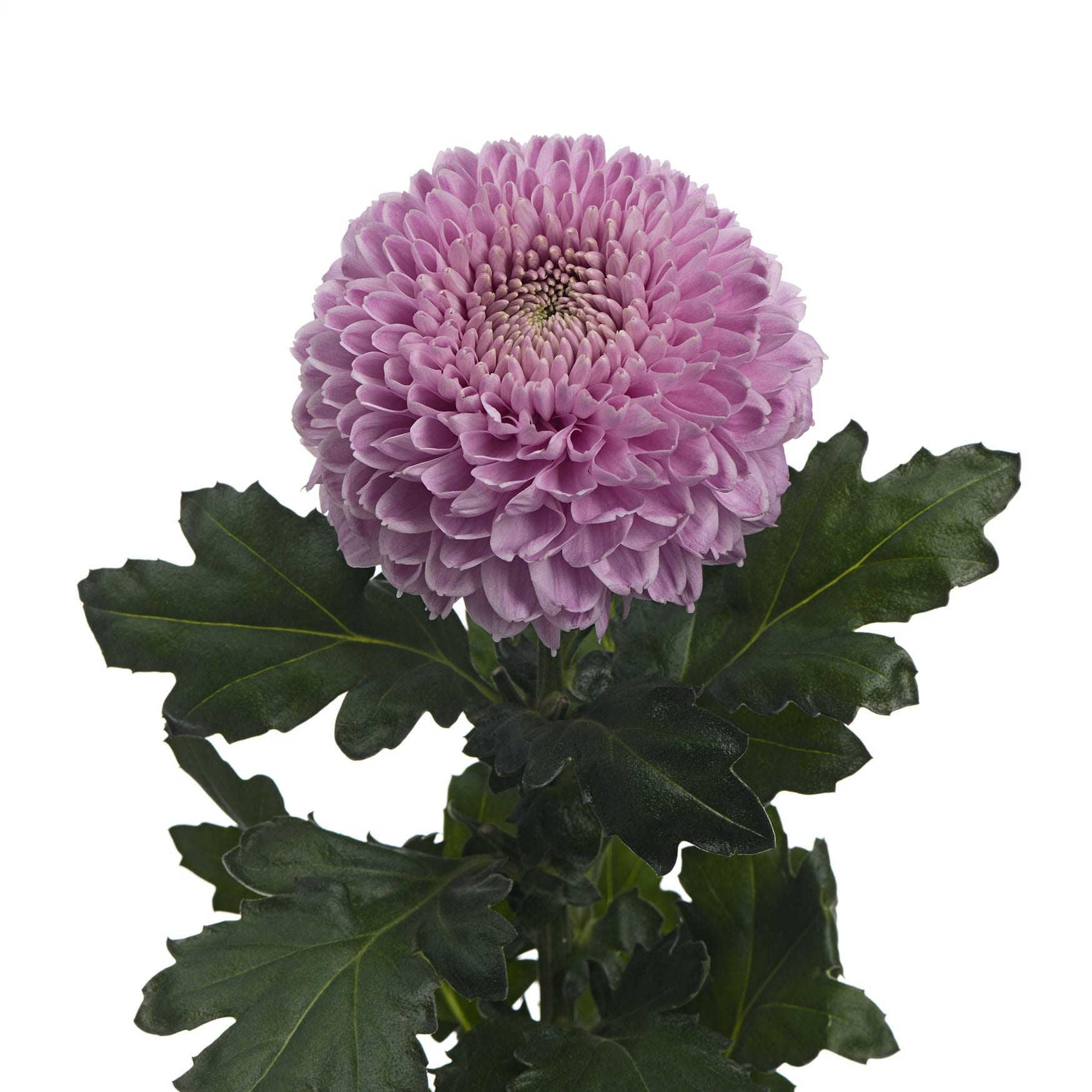 Chrys Gr Vanya Pink (Хриз одн Ваня Пинк) В70