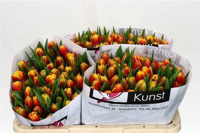 Tulipa Du Cilesta (Тюльпан Ду Селеста)