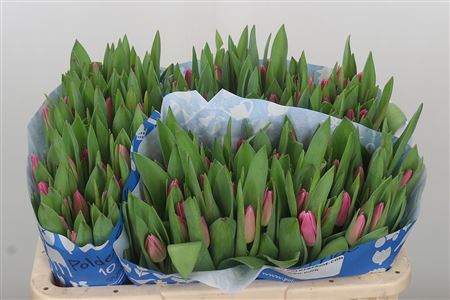 Tulipa En Jumbo Pink (Тюльпан Эн Джамбо Пинк)