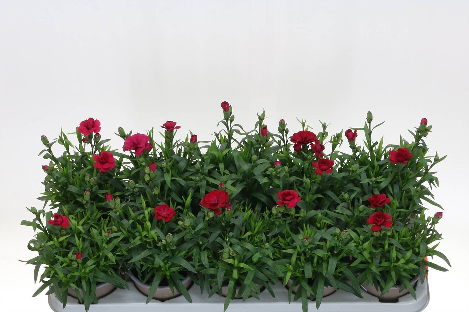 Гвоздика Osc Вишня ( Carnation Osc Cherry ) W 10 см H 20 см