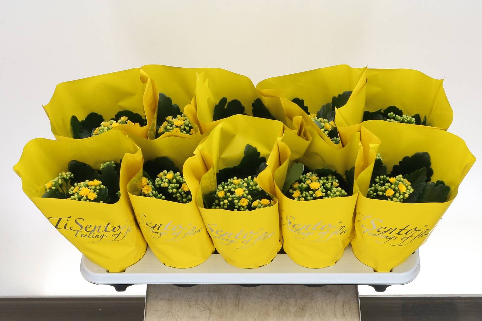 Каланхоэ Желтое ( Kalanchoe Ge Yellow ) W 10,5 см H 22 см