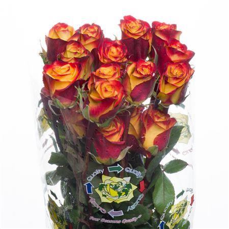 Rosa High Magic (Роза Хай Меджик) B60 Sunset Valley