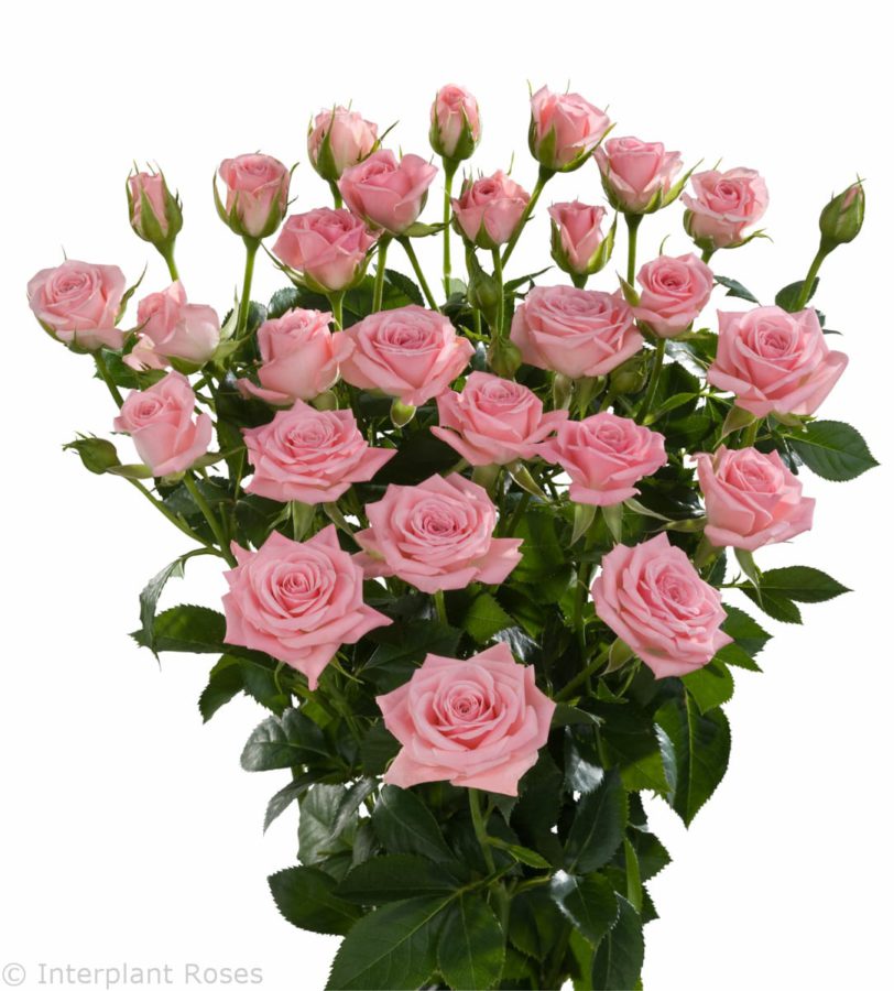 Rosa Tr Odilia (Роза Тр Одилия) В60 Ступино