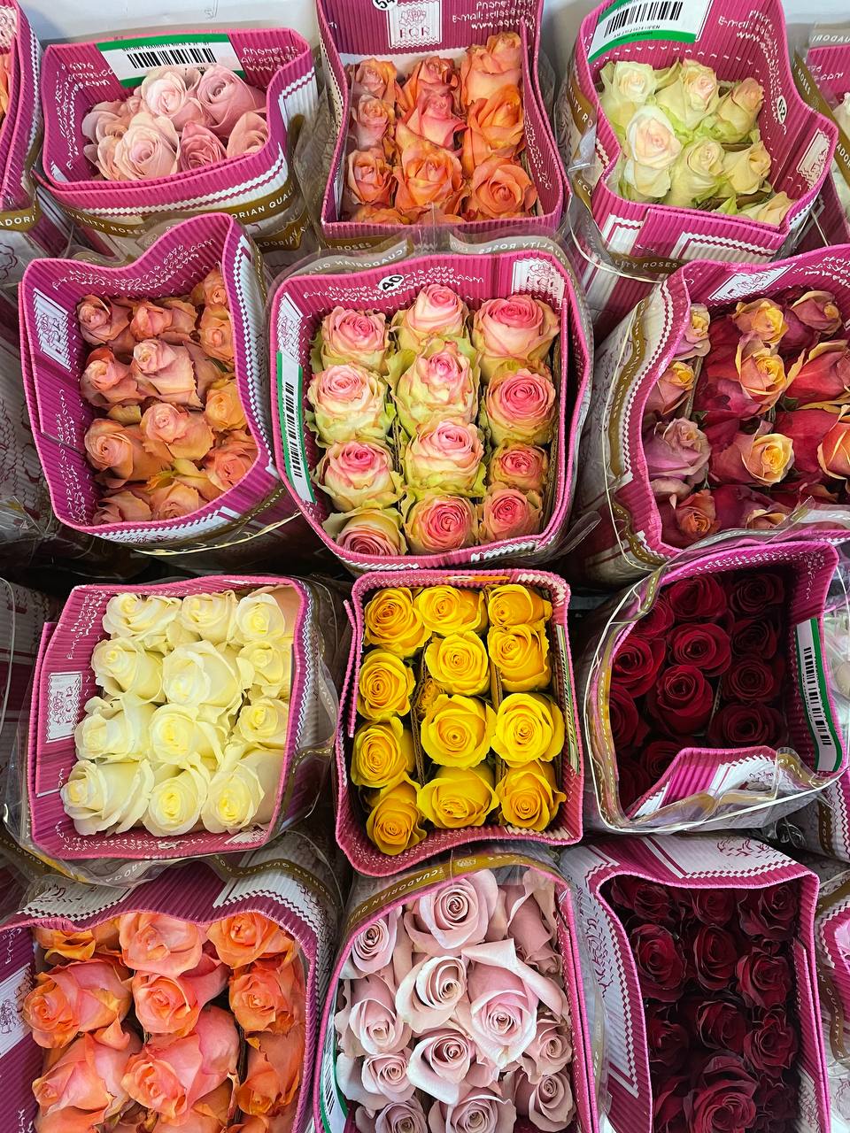 Rosa MIX (Роза Микс ) В70 (EQR)