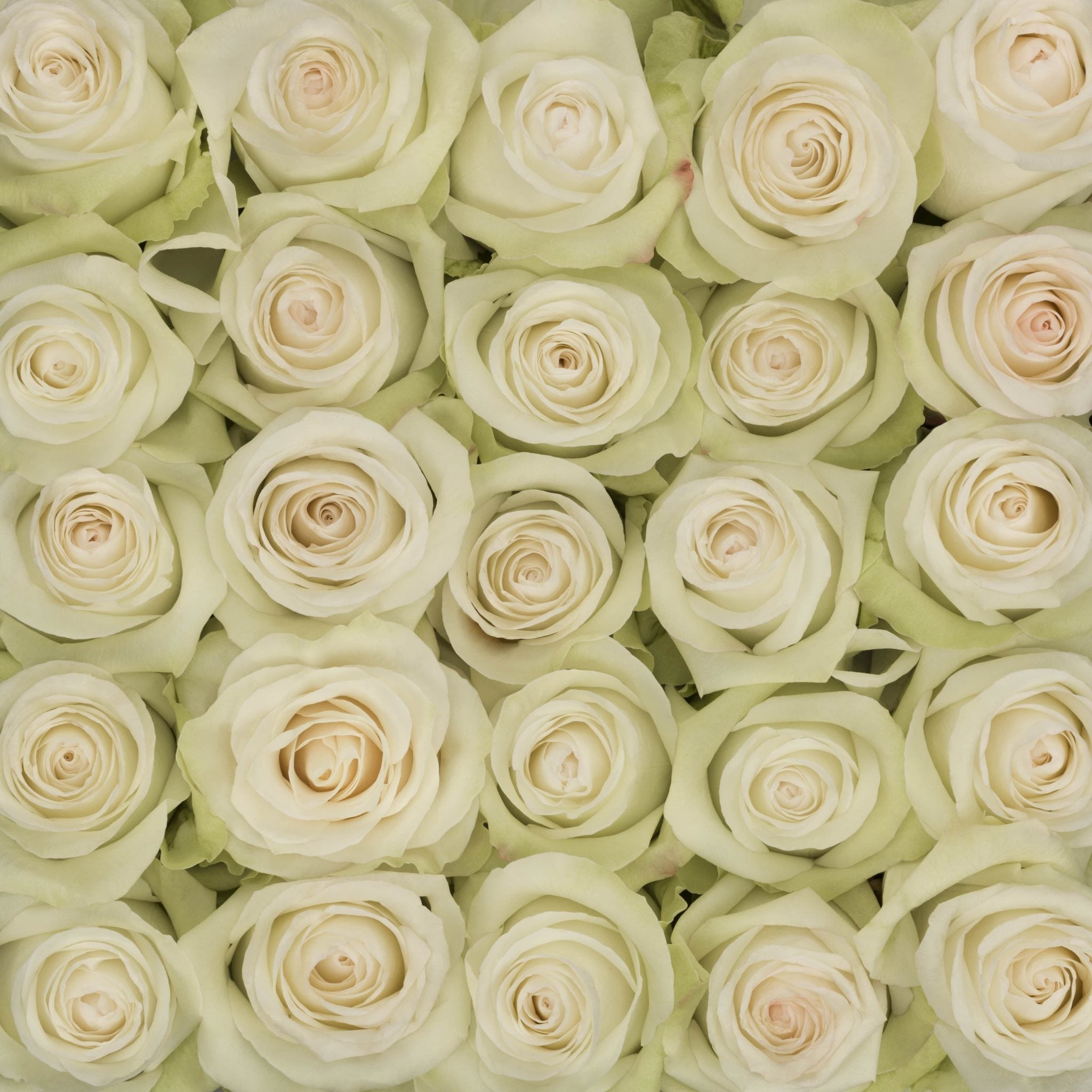 Rosa Gr Alba ( Алба ) В60 Terra Pacific