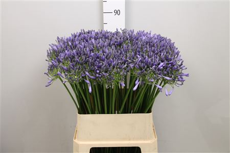 Agapanthus dr brouwer (Агапантус др бровер) В70