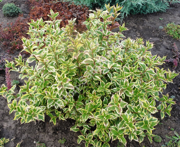 Вейгела цветущая Nana Variegata (Нана Вариегата)