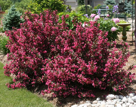 Вейгела цветущая Purpurea (Пурпуреа)