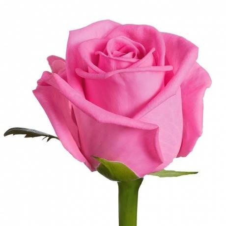 Rosa Gr Aqua (Роза Аква) Армения В70