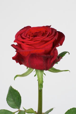 Rosa Gr Red Naomi (Роза Гр Ред Наоми) В70 ROSE HILL