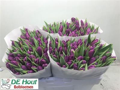 Tulipa en purple flag(Тюльпан ен перпл флаг)В45