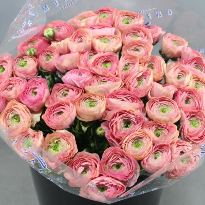 Ranunculus Cloony Par (Ранункулюс Клуни Пар) В40