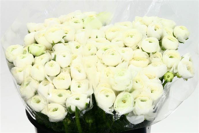 Ranunculus elegance white(Ранункулюс элеганс вайт) В35