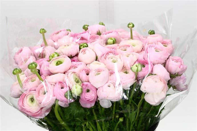 Ranunculus elegance pink (Ранункулюс элеганс пинк ) В45