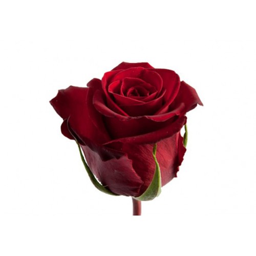 Rosa Gr Forever young (Роза Гр Форевер Янг) В110 Nevado