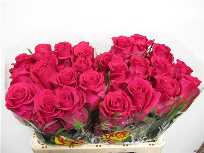 Rosa Gr Gotcha (Роза Гр Готча) B70