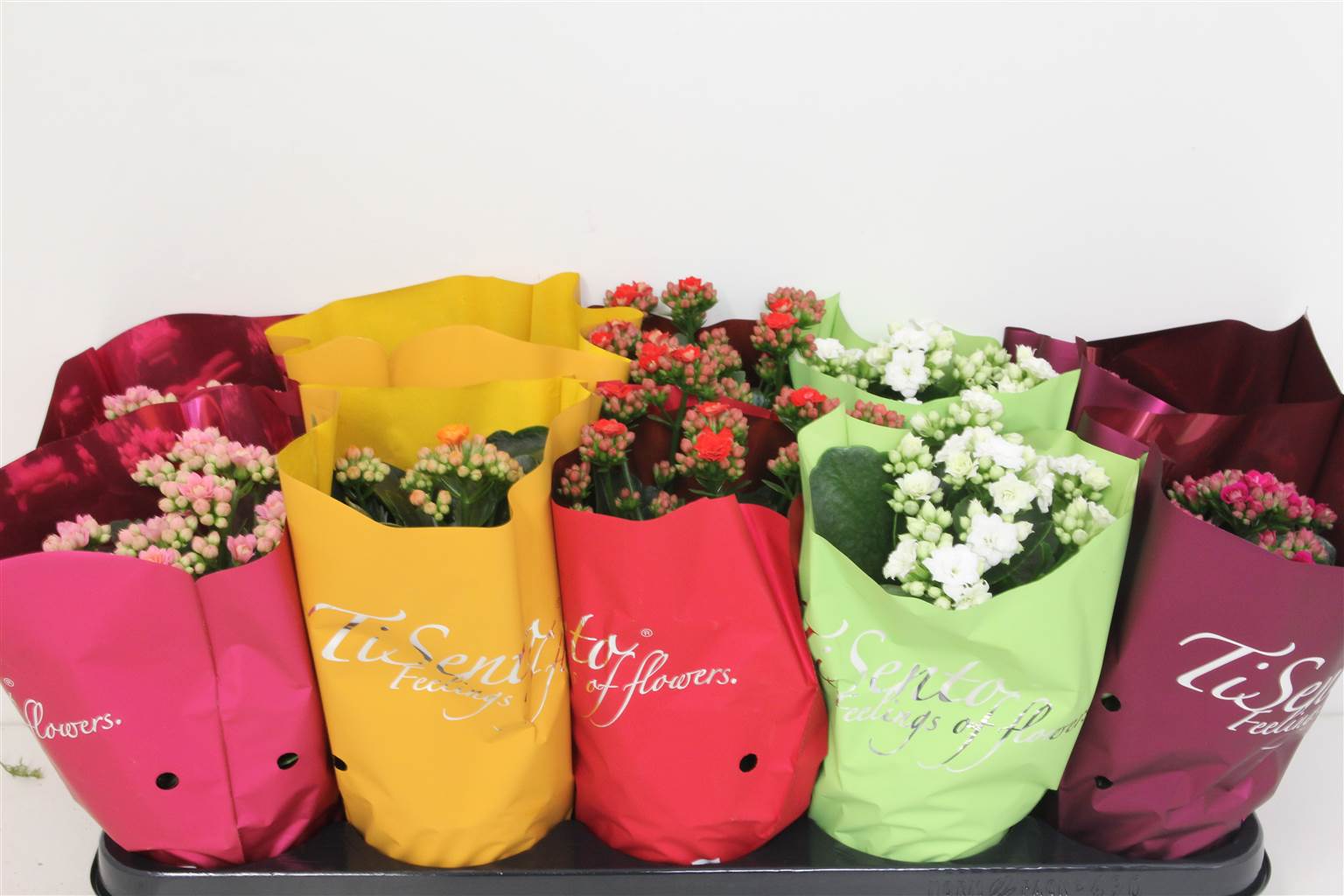 Каланхоэ Ге Смешанный ( Kalanchoë Ge Mixed ) W 12 см H 25 см