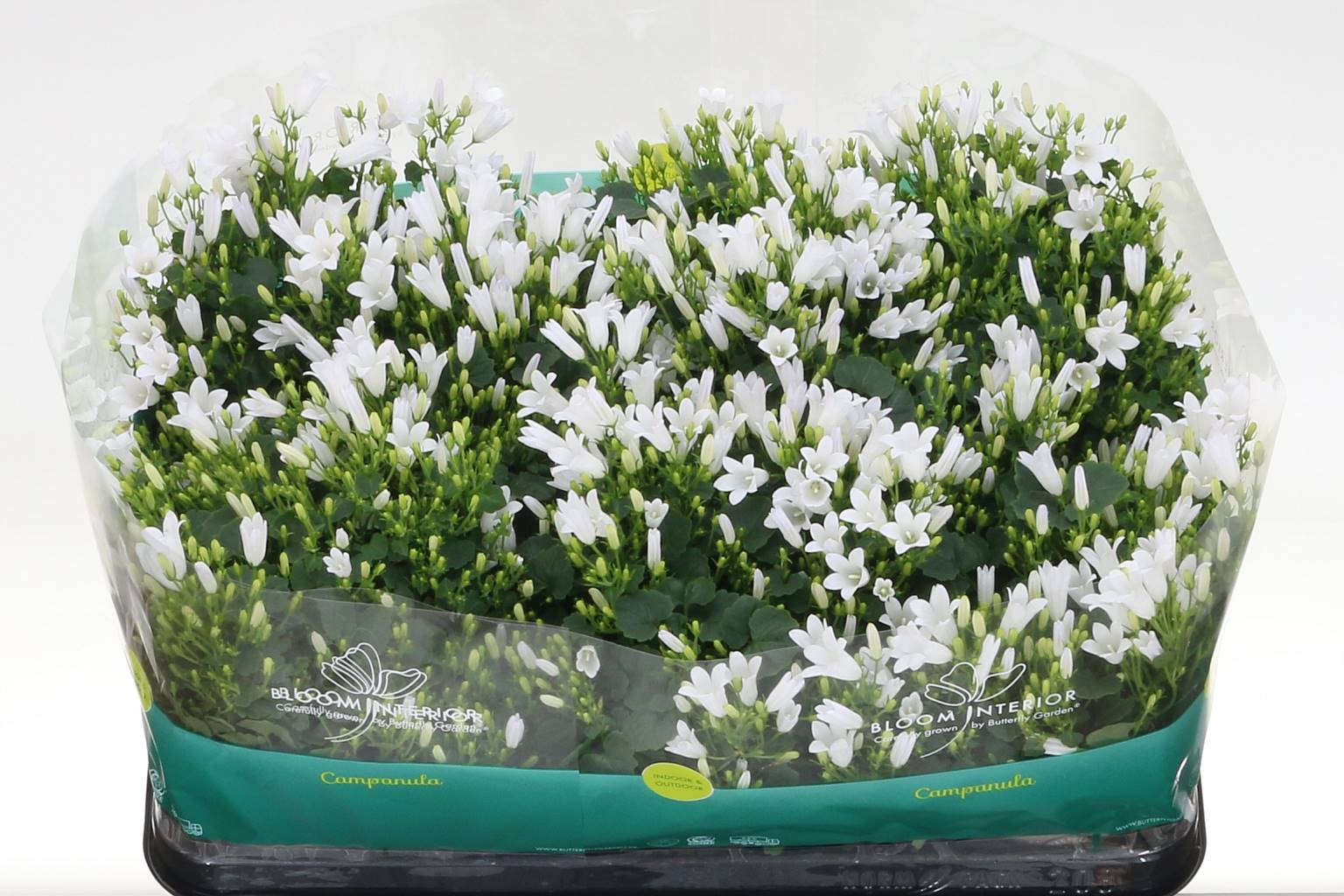 Колокольчик Портулака Королевский ( Campanula Portulaca Royal ) W 10,5 см H 18 см