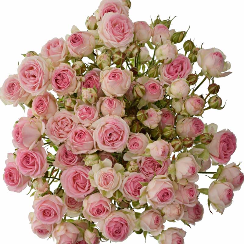Rosa Tr Keith Lynn (Роза Тр Кейт Линн) В50 Ступино