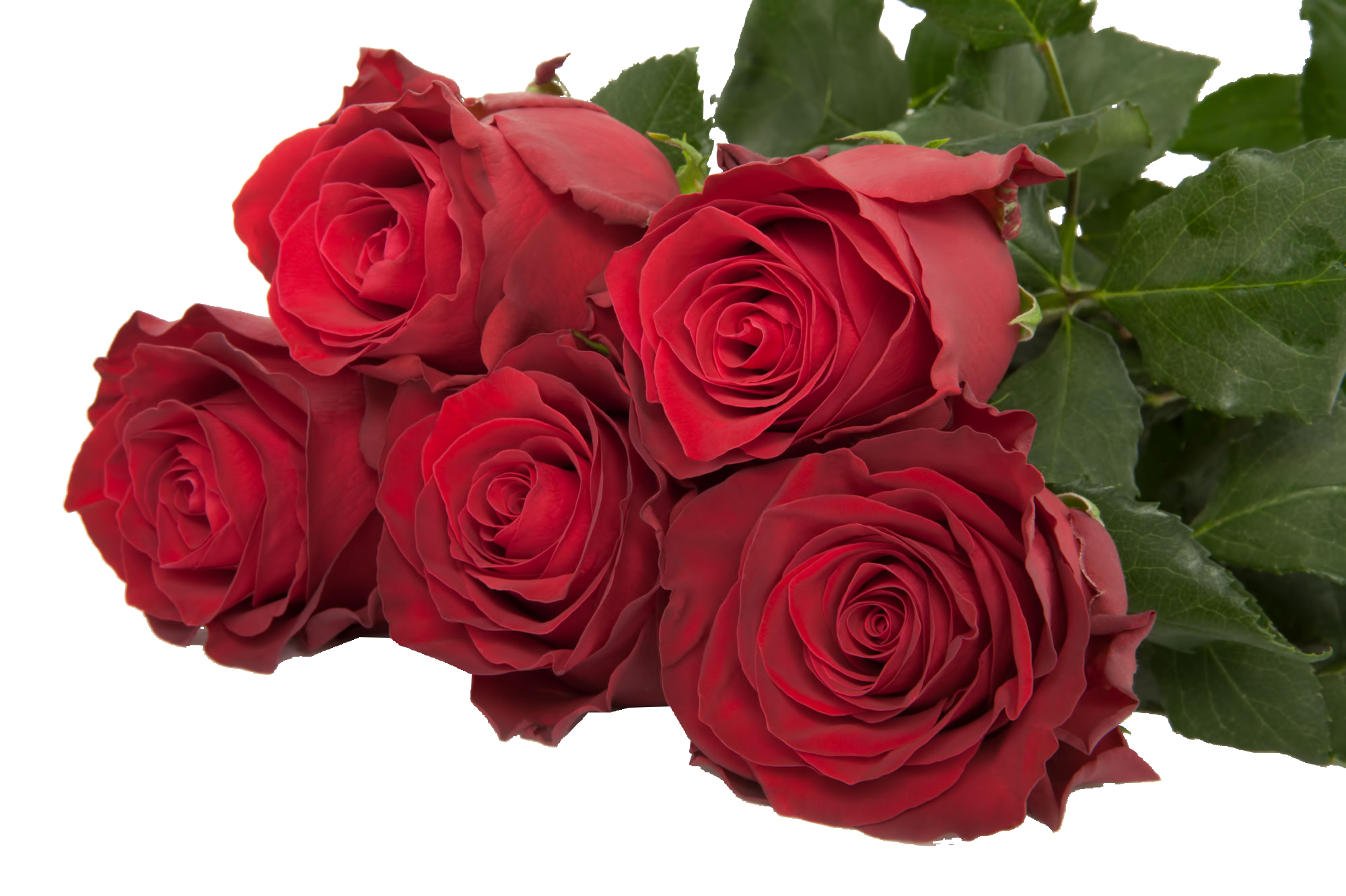 Rosa Kenya Rhodos (Роза Кения Rhodos) В60 PJ Dave