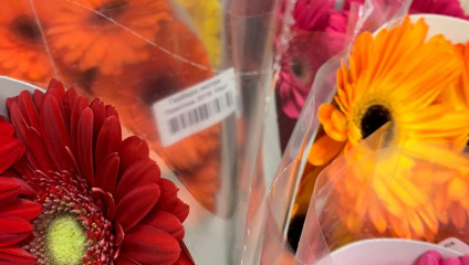 Хризантема куст 31,87 ₽ , Rosa MIX ЭКВ 50 cm 38,87 ₽