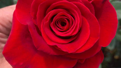 Предложение, РОЗА ЭКВАДОР Rosa Kahala 50 cm 39,87 ₽