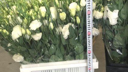 Эустома(Лизиантус) от 19,87 ₽ , Доставка РФ и СНГ