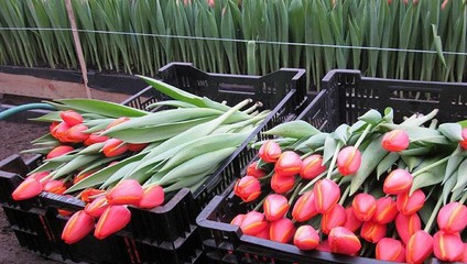 ТЮЛЬПАНЫ от 18,87 ₽