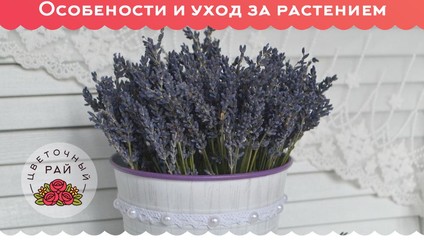 Лаванда как она есть