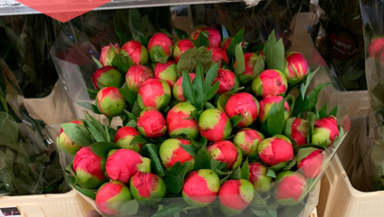 Пионы Голландия 185,87 ₽