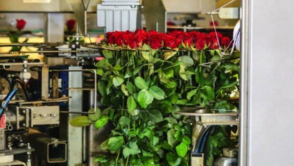 Роза Час пик 50 см. 32,87 ₽, Роза Рэд наоми 50 см. 34,87 ₽
