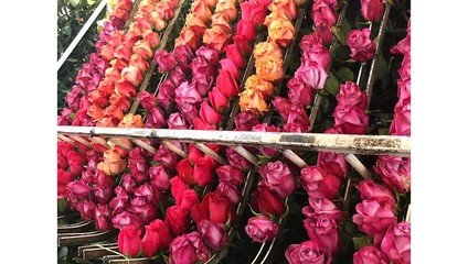 ​Роза микс. 40 см. 27,87 ₽, Роза микc 70 см. 48,87 ₽