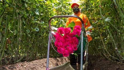 ​Роза Эквадор 50 см. 45,87 ₽, Роза Эксплорер 60 см 46,87 ₽