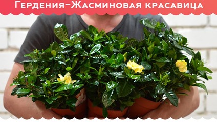 Гардения-жасминовая красавица