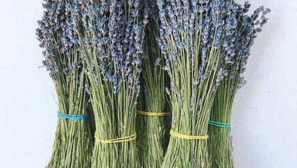 • Lavandula (Лаванда) пучок  по 189,87