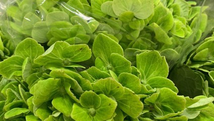 Гортензия (Hydrangea) 60 см. 158,87 ₽