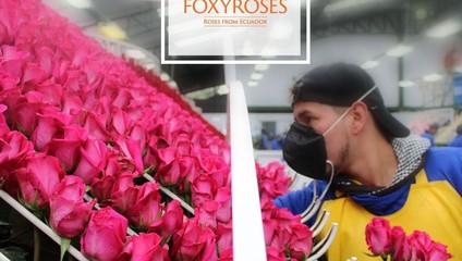 ​Роза микс 60 см. 45,87 ₽, Роза ЭКСПЛОРЕР 60 см. 46,87 ₽