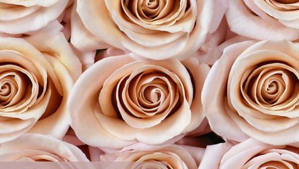 ​РОЗА ЭКВАДОР 50  cm  37,3 ₽, Rosa FREEDOM 100 cm 95,03 ₽