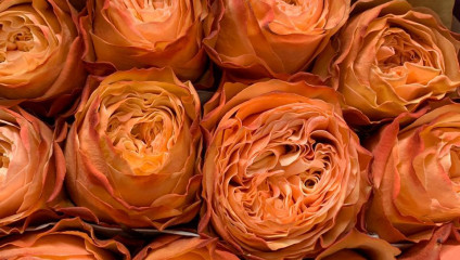 ​Offer, ROSE ECUADOR 50 cm. 0,35 $, Rosa Freedom 170 cm. 2,2 $
