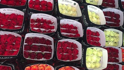 ​Роза Микс 46,87 ₽, Роза 60 см. FREEDOM 57,87 ₽