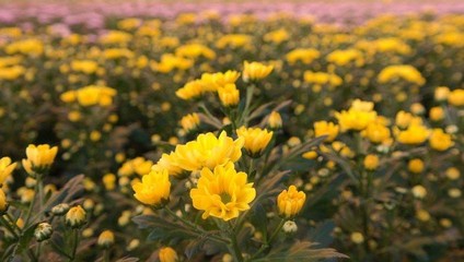 Хр-ма куст. 70 см. 79,87₽,  Хр-ма одн. 70 см 99,87 ₽