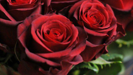 ​ROSE KENYA 35 cm 0.18 $, 40 cm 0.27 $, Spray 40 cm 0.33 $