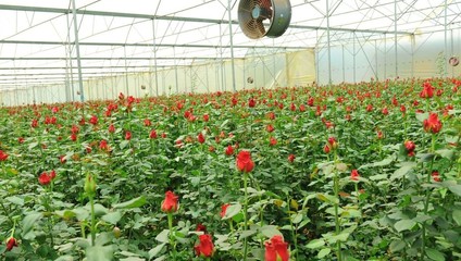 Роза микс 29,87 ₽, Роза 40 см  37,87 ₽