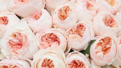​Роза David Austin 50 см. 72,86 ₽, Роза Garden Rose 50 см. 134,56 ₽
