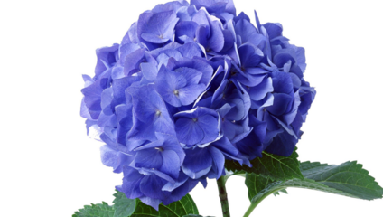 Гортензия (Hydrangea) 65 см. 179,87 ₽
