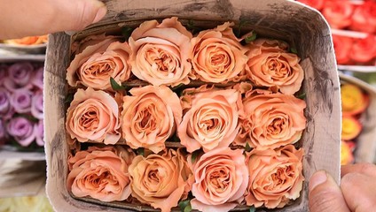 ​Роза Эквадор 40 см. 33,78 ₽, Роза 60 см. 45,87 ₽
