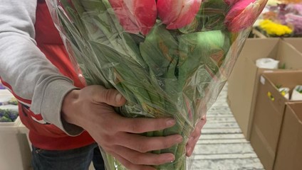 Тюльпаны к 8 марта от 23,87 ₽