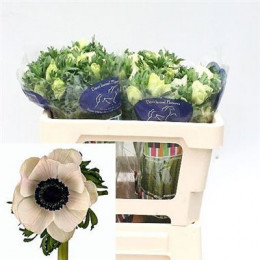 Anemone galil white(Анемоны Галил вайт)В40